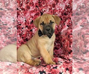 Boerboel Puppy for sale in NOTTINGHAM, PA, USA