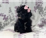 Small Photo #8 Schnoodle (Miniature) Puppy For Sale in LAKELAND, FL, USA