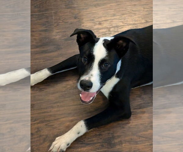 Medium Photo #6 Lab-Pointer Puppy For Sale in Sanford, FL, USA