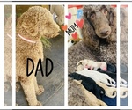 Small #14 Poodle (Standard)