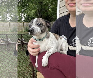 Lenny - Male Rat-Cha Dog for Adoption - Photo #2