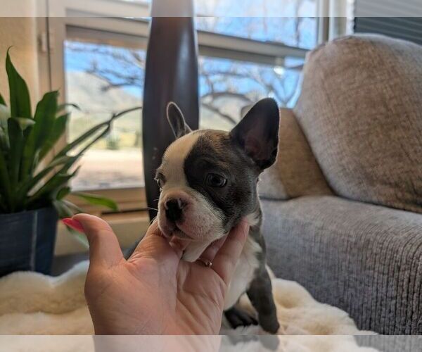 Medium Photo #5 Faux Frenchbo Bulldog Puppy For Sale in LAS CRUCES, NM, USA