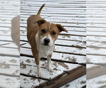 Small American Staffordshire Terrier Mix