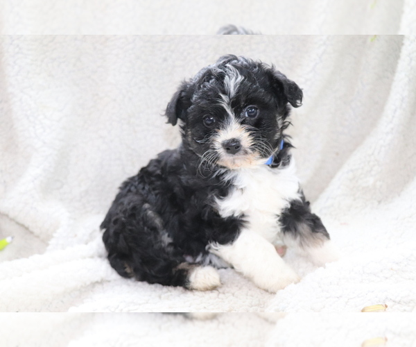 Medium Photo #1 Aussie-Poo Puppy For Sale in SHILOH, OH, USA