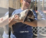 Small #6 Basset Hound