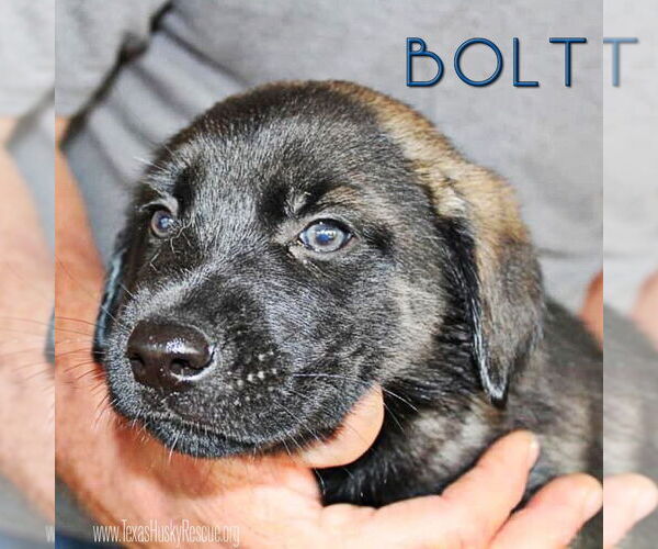 Medium Photo #5 Labrador Retriever-Siberian Husky Mix Puppy For Sale in Carrollton, TX, USA