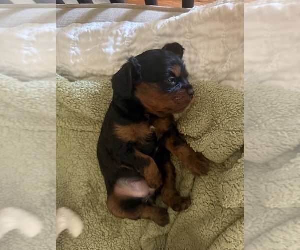 Medium Photo #8 Cavapoo (Miniature) Puppy For Sale in SAINT FRANCIS, MN, USA