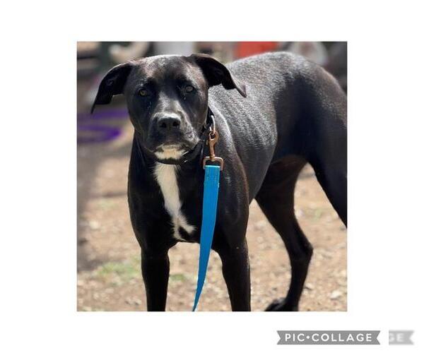 Medium Photo #1 American Staffordshire Terrier-Unknown Mix Puppy For Sale in San Antonio, TX, USA