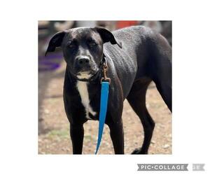 American Staffordshire Terrier-Unknown Mix Dogs for adoption in San Antonio, TX, USA