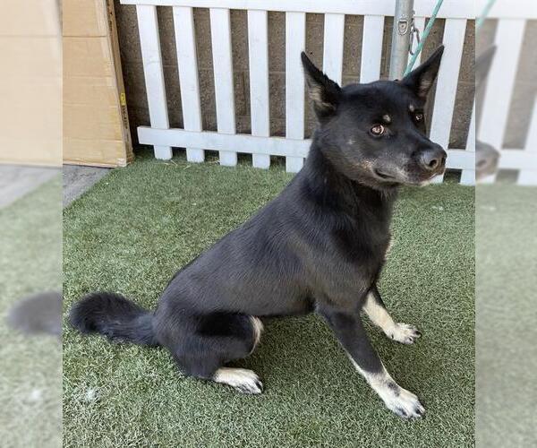 Medium Photo #1 Australian Kelpie-German Shepherd Dog Mix Puppy For Sale in Modesto, CA, USA