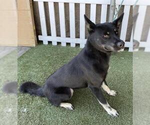 Australian Kelpie-German Shepherd Dog Mix Dogs for adoption in Modesto, CA, USA