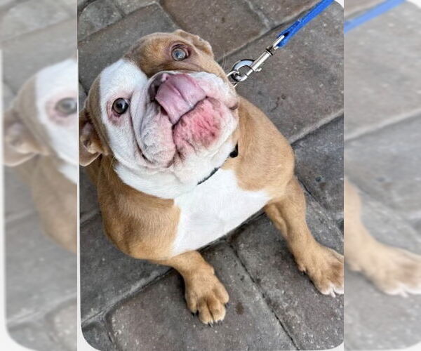 Medium Photo #1 Bulldog Puppy For Sale in Valrico, FL, USA