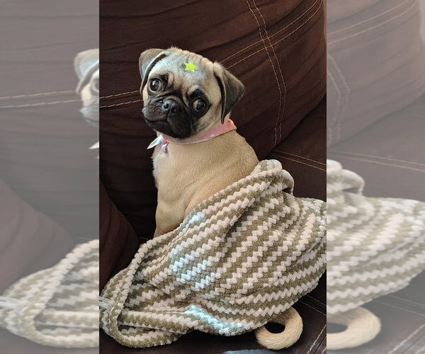 Medium Photo #2 Pug Puppy For Sale in San Diego, CA, USA