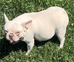 Small Photo #1 French Bulldog Puppy For Sale in GOSHEN, KY, USA