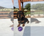 Small #1 Dachshund