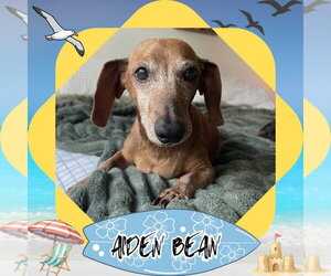 Dachshund Dogs for adoption in San Antonio, TX, USA