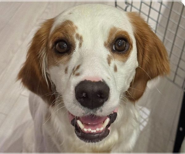 Medium Photo #1 English Setter Puppy For Sale in San Ramon, CA, USA