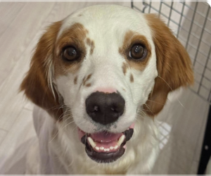 English Setter Dogs for adoption in San Ramon, CA, USA