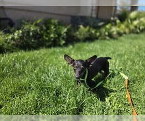 Chiweenie Dogs for adoption in Banning, CA, USA