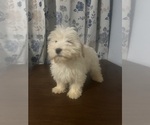 Small #75 Havanese