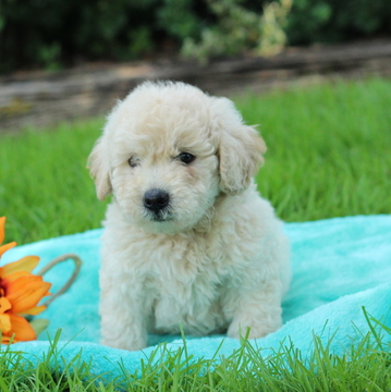 Medium Photo #1 Goldendoodle (Miniature) Puppy For Sale in GAP, PA, USA