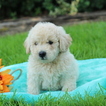 Small Photo #1 Goldendoodle (Miniature) Puppy For Sale in GAP, PA, USA
