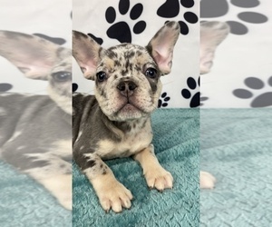 French Bulldog Puppy for sale in BROOKLYN, NY, USA