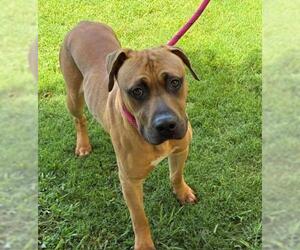 Mutt Dogs for adoption in Tulsa, OK, USA