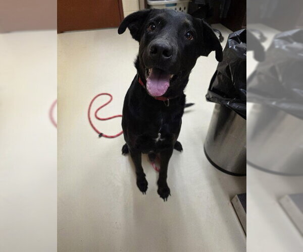 Medium Photo #1 Labrador Retriever-Unknown Mix Puppy For Sale in Center Township, PA, USA