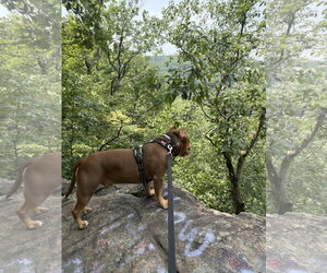 Boomer - Male American Staffordshire Terrier-Bulldog Mix Dog for Adoption - Photo #7