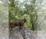 Small #6 American Staffordshire Terrier-Bulldog Mix