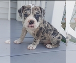 Small Photo #3 Olde English Bulldogge Puppy For Sale in NEW LISBON, NJ, USA