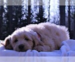 Small Photo #8 Goldendoodle Puppy For Sale in ROUGEMONT, NC, USA