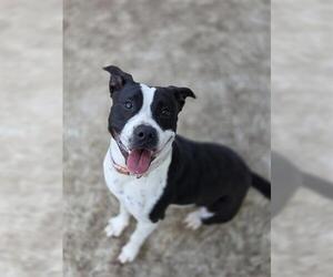 American Pit Bull Terrier-Unknown Mix Dogs for adoption in Temple, TX, USA