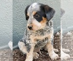 Small #1 Australian Cattle Dog-Black Mouth Cur Mix