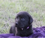 Puppy Katy Labrador Retriever
