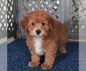 Poodle (Toy)-Yorkshire Terrier Mix Puppy for sale in MOUNT VERNON, OH, USA