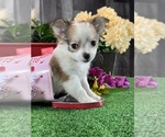 Small #2 Chihuahua