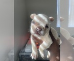 Small #1 French Bulldog