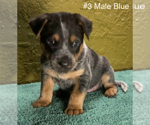 Australian Cattle Dog Dog for Adoption in ALBUQUERQUE, New Mexico USA