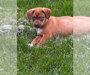 Labmaraner Dogs for adoption in Mechanicsburg, PA, USA