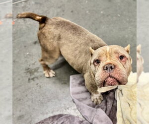 Bulldog-Unknown Mix Dogs for adoption in Tavares, FL, USA