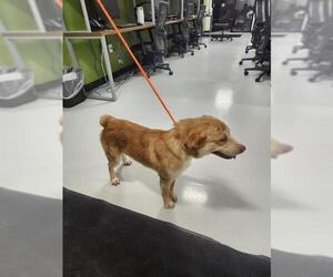 Australian Shepherd-Unknown Mix Dogs for adoption in Temple, TX, USA