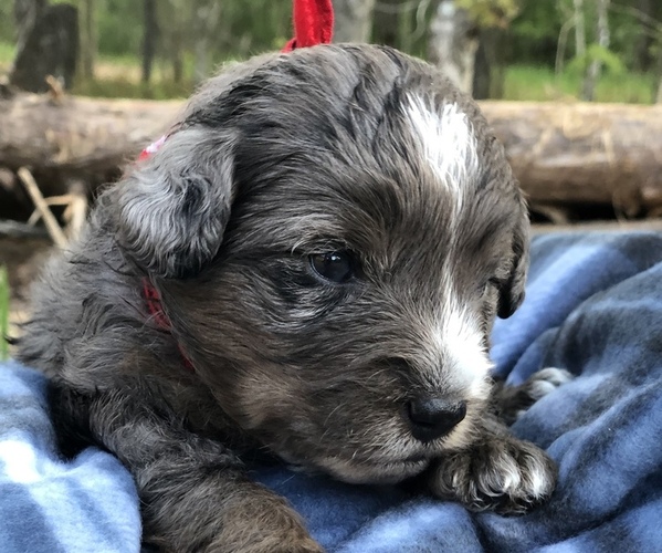 Full screen Photo #20 Poodle (Toy)-Texas Heeler Mix Puppy For Sale in MARQUAND, MO, USA