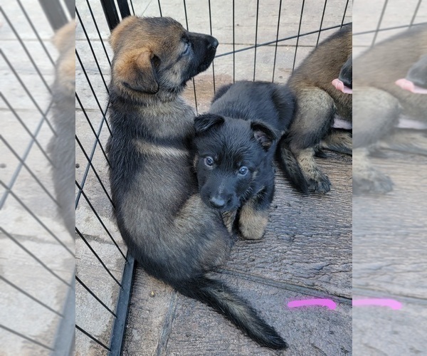 Medium Photo #3 German Shepherd Dog Puppy For Sale in RICE LAKE, WI, USA
