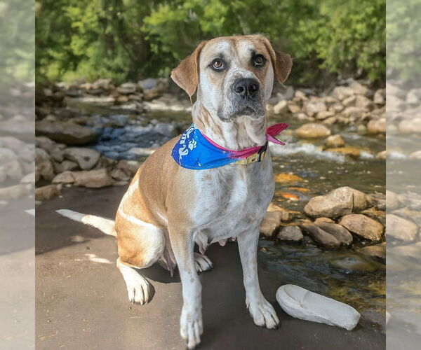 Medium Photo #9 Mutt Puppy For Sale in Vail, AZ, USA