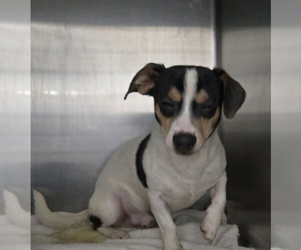 Medium Photo #1 Chiweenie Puppy For Sale in Foristell, MO, USA