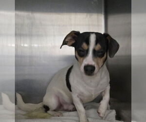 Chiweenie Dogs for adoption in Foristell, MO, USA