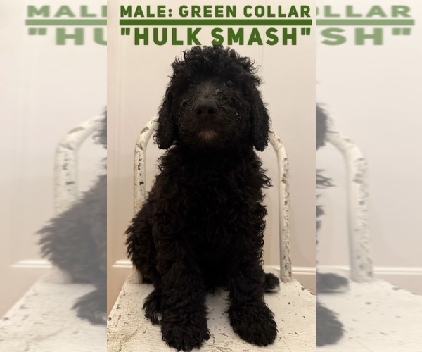 Medium Photo #1 Poodle (Standard) Puppy For Sale in THOMASVILLE, GA, USA
