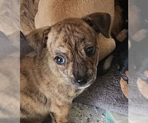 Chiweenie Dogs for adoption in Oakland Park, FL, USA